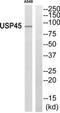 Ubiquitin Specific Peptidase 45 antibody, TA315952, Origene, Western Blot image 