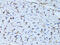 Fatty Acid Binding Protein 4 antibody, 13-092, ProSci, Immunohistochemistry paraffin image 