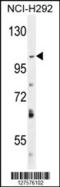 Sn1-specific diacylglycerol lipase alpha antibody, 55-112, ProSci, Western Blot image 