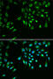 Baculoviral IAP Repeat Containing 7 antibody, LS-C747695, Lifespan Biosciences, Immunofluorescence image 