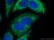 G Elongation Factor Mitochondrial 2 antibody, 16941-1-AP, Proteintech Group, Immunofluorescence image 