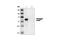 His tag antibody, 2365S, Cell Signaling Technology, Western Blot image 