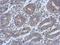 HAUS Augmin Like Complex Subunit 4 antibody, NBP2-16783, Novus Biologicals, Immunohistochemistry frozen image 