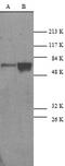 Caspase 9 antibody, AHP2419, Bio-Rad (formerly AbD Serotec) , Western Blot image 