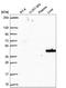 JK antibody, NBP2-58203, Novus Biologicals, Western Blot image 