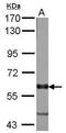 Membrane Palmitoylated Protein 6 antibody, GTX108010, GeneTex, Western Blot image 