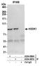 Hook Microtubule Tethering Protein 1 antibody, A304-886A, Bethyl Labs, Immunoprecipitation image 