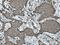 BRISC And BRCA1 A Complex Member 1 antibody, 27926-1-AP, Proteintech Group, Immunohistochemistry frozen image 