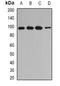 1-Aminocyclopropane-1-Carboxylate Synthase Homolog (Inactive) antibody, orb341291, Biorbyt, Western Blot image 