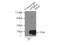 Glycoprotein M6A antibody, 15044-1-AP, Proteintech Group, Immunoprecipitation image 