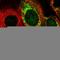 Mitochondrial Ribosomal Protein S7 antibody, HPA022522, Atlas Antibodies, Immunocytochemistry image 