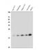 Fibroblast growth factor 10 antibody, A01709, Boster Biological Technology, Western Blot image 