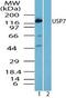 Ubiquitin Specific Peptidase 7 antibody, PA5-23332, Invitrogen Antibodies, Western Blot image 