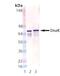 Chaperone protein DnaK antibody, MBS565041, MyBioSource, Western Blot image 