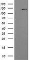 Phosphatidylinositol-4,5-Bisphosphate 3-Kinase Catalytic Subunit Gamma antibody, TA505221S, Origene, Western Blot image 