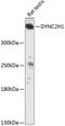 Dynein Cytoplasmic 2 Heavy Chain 1 antibody, GTX66167, GeneTex, Western Blot image 