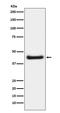 Jun Proto-Oncogene, AP-1 Transcription Factor Subunit antibody, P02038, Boster Biological Technology, Western Blot image 