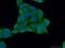 Copper Chaperone For Superoxide Dismutase antibody, 22802-1-AP, Proteintech Group, Immunofluorescence image 