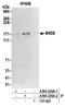 Bromodomain Containing 8 antibody, A300-220A, Bethyl Labs, Immunoprecipitation image 