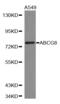 ATP Binding Cassette Subfamily G Member 8 antibody, LS-C331742, Lifespan Biosciences, Western Blot image 