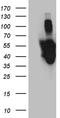 Paxillin antibody, TA811256S, Origene, Western Blot image 