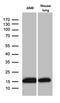 60S ribosomal protein L27 antibody, LS-C795660, Lifespan Biosciences, Western Blot image 