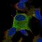 Zinc Finger With KRAB And SCAN Domains 7 antibody, HPA071850, Atlas Antibodies, Immunofluorescence image 