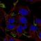 Rho-related GTP-binding protein RhoQ antibody, NBP2-55239, Novus Biologicals, Immunofluorescence image 