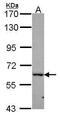 Probable ATP-dependent RNA helicase DDX56 antibody, GTX116579, GeneTex, Western Blot image 