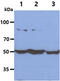 Glucose-6-phosphate 1-dehydrogenase antibody, MBS200169, MyBioSource, Western Blot image 