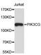 Phosphatidylinositol-4,5-bisphosphate 3-kinase catalytic subunit gamma isoform antibody, STJ24996, St John