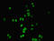 NIPP1 antibody, LS-C676298, Lifespan Biosciences, Immunofluorescence image 
