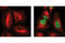 STAT3 antibody, 4113S, Cell Signaling Technology, Immunocytochemistry image 
