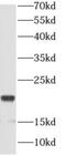 Anaphase Promoting Complex Subunit 11 antibody, FNab00475, FineTest, Western Blot image 