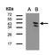 Calcium/Calmodulin Dependent Protein Kinase ID antibody, LS-C185883, Lifespan Biosciences, Western Blot image 