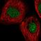 Myoneurin antibody, PA5-60937, Invitrogen Antibodies, Immunofluorescence image 