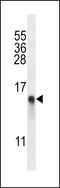 Ribosomal Protein L34 antibody, LS-C162711, Lifespan Biosciences, Western Blot image 