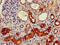 Fragile X mental retardation syndrome-related protein 1 antibody, CSB-PA009087LA01HU, Cusabio, Immunohistochemistry frozen image 