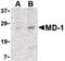 Lymphocyte Antigen 86 antibody, LS-B1375, Lifespan Biosciences, Western Blot image 