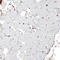 ITG antibody, AMAb91460, Atlas Antibodies, Immunohistochemistry paraffin image 