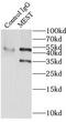 Mesoderm Specific Transcript antibody, FNab05132, FineTest, Immunoprecipitation image 