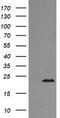 RAB24, Member RAS Oncogene Family antibody, TA505690BM, Origene, Western Blot image 