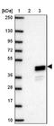 Clavesin 1 antibody, NBP2-47508, Novus Biologicals, Western Blot image 