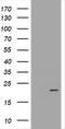 Growth arrest and DNA damage-inducible protein GADD45 gamma antibody, TA505482BM, Origene, Western Blot image 