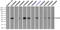 Fc Fragment Of IgG Receptor IIa antibody, TA500652, Origene, Immunoprecipitation image 