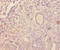 C-C Motif Chemokine Ligand 4 antibody, A53170-100, Epigentek, Immunohistochemistry paraffin image 