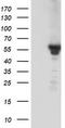 Kga antibody, TA504152S, Origene, Western Blot image 