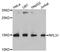 Ribosomal Protein L31 antibody, abx003008, Abbexa, Western Blot image 