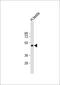 Spermatogenesis Associated 21 antibody, 59-725, ProSci, Western Blot image 