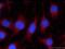 Lon protease homolog, mitochondrial antibody, 66043-1-Ig, Proteintech Group, Immunofluorescence image 